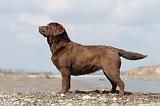 LABRADOR 507